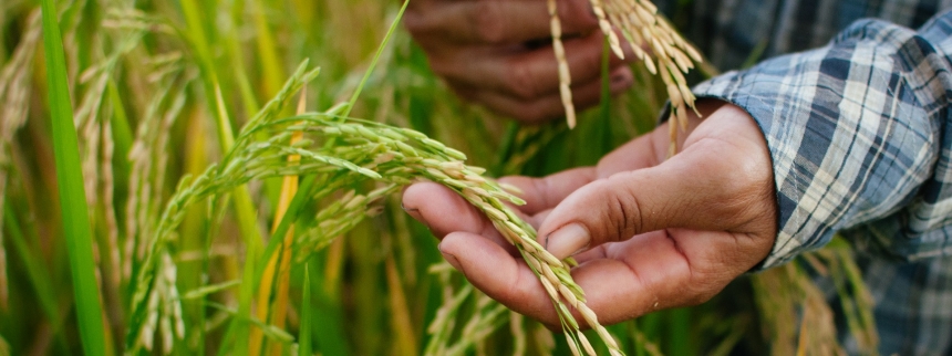 Hands with crops